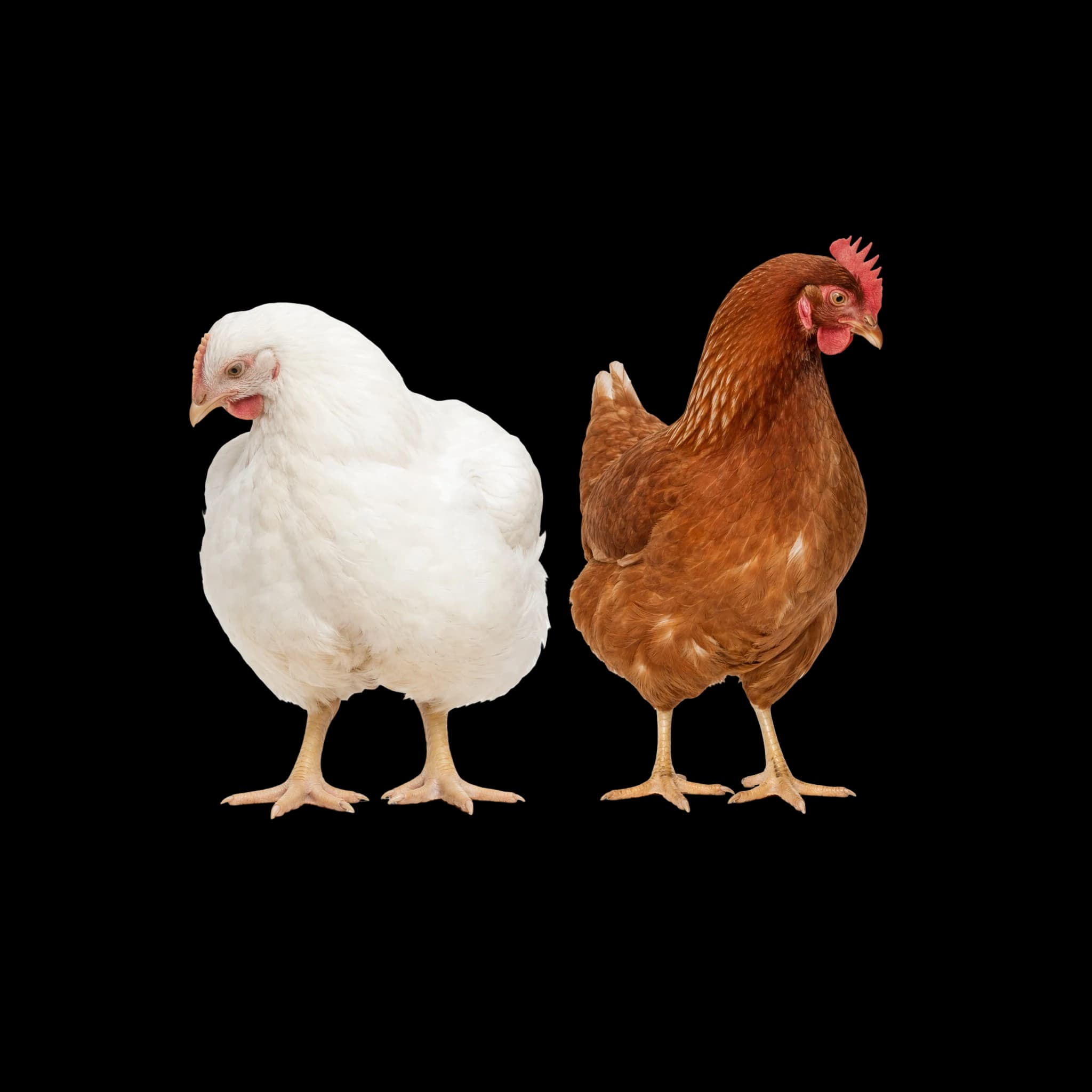 دجاج