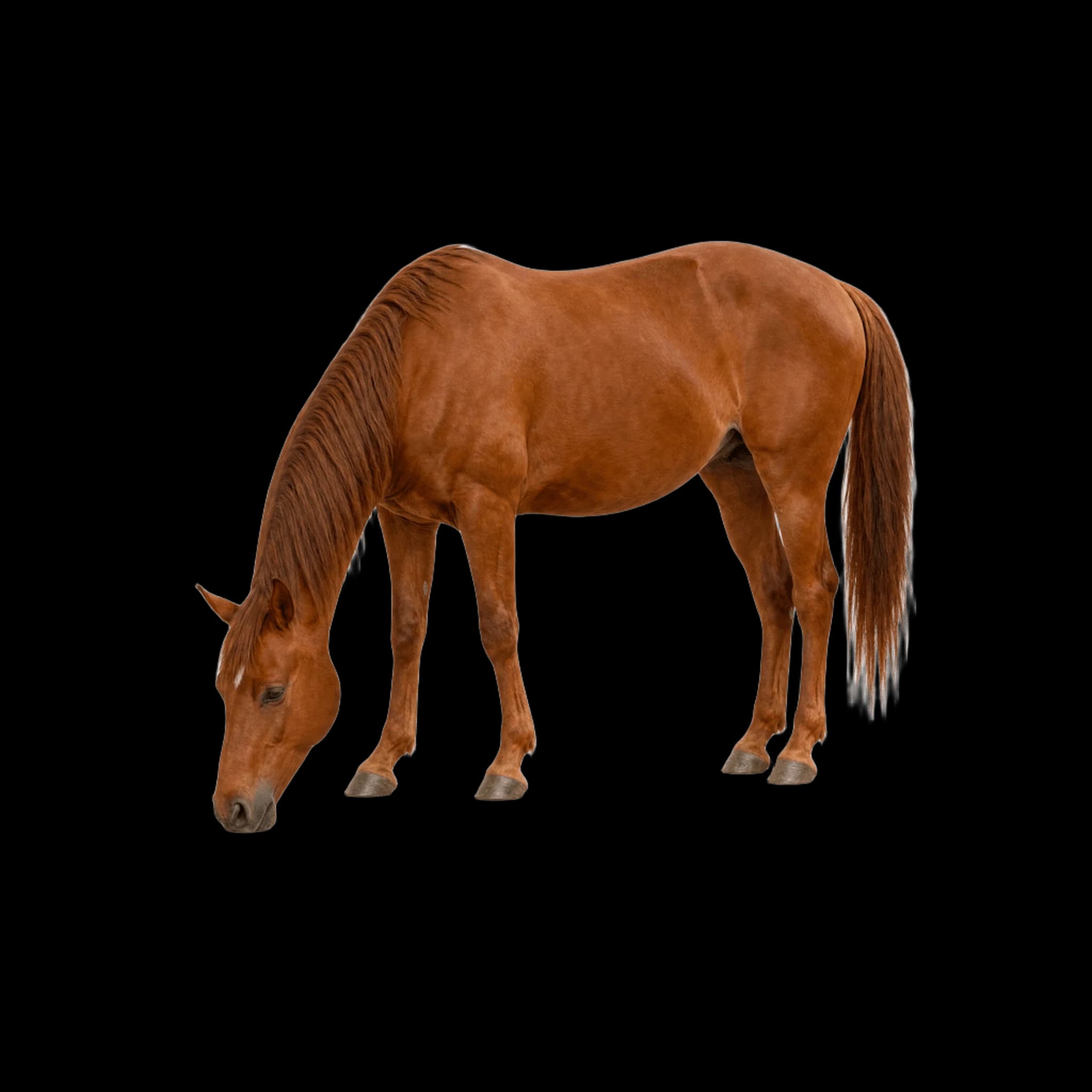 خيول